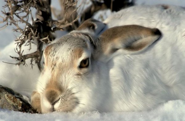 Байкальский заповедник заяц Беляк
