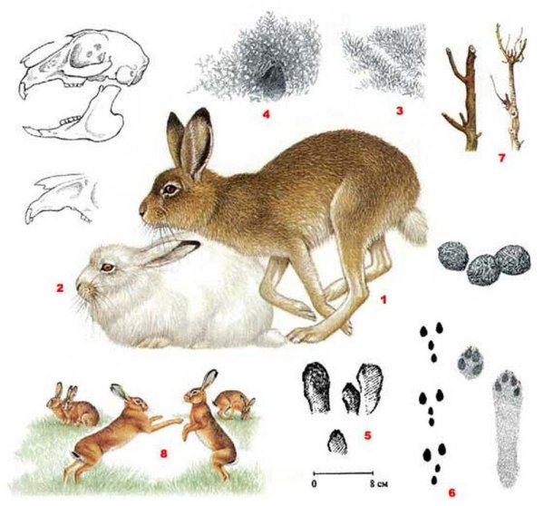 Заяц-Беляк Lepus timidus