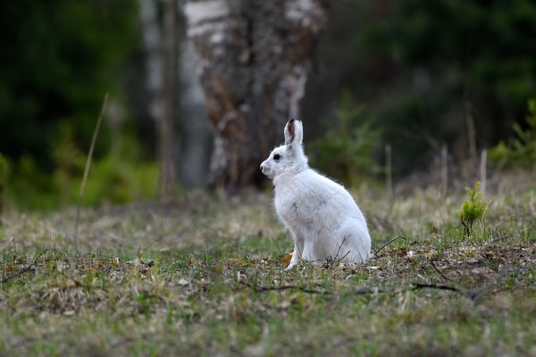 Покровительственная окраска заяц Беляк