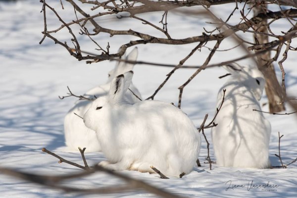 Заяц Русак на Бештау