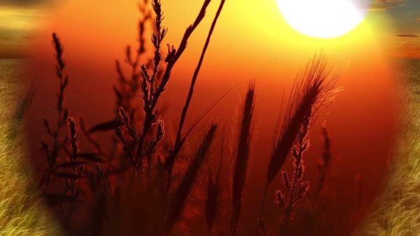 Тихой ночью поздним летом