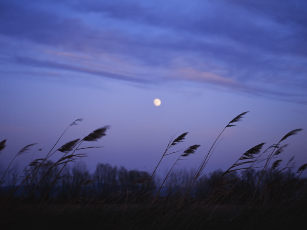 Ночной пейзаж летом