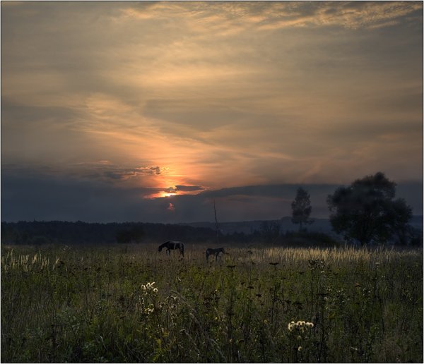 Степь ночью