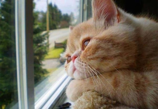 Котенок ждет