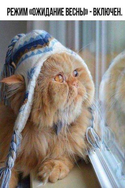 Кот в ожидании