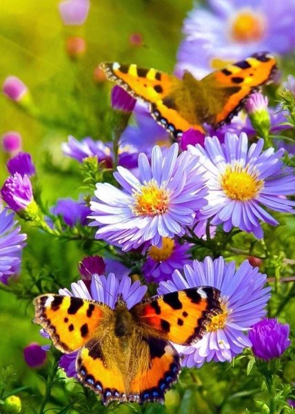 Красивый летний фон