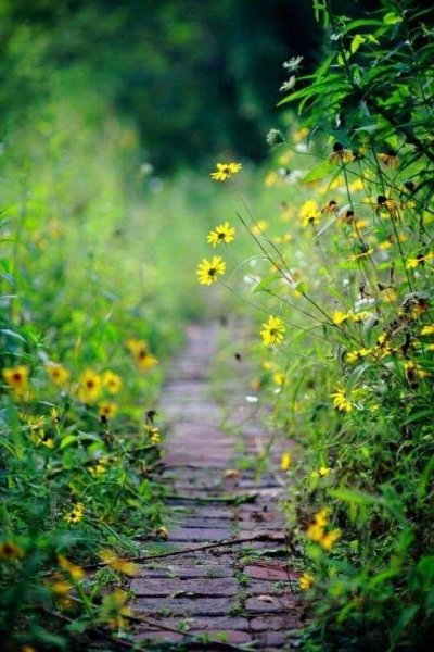 Лето природа