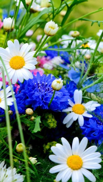 Космея поле