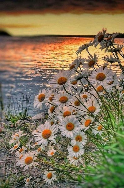 Лето природа