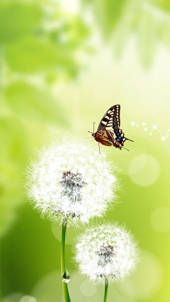 Лето природа