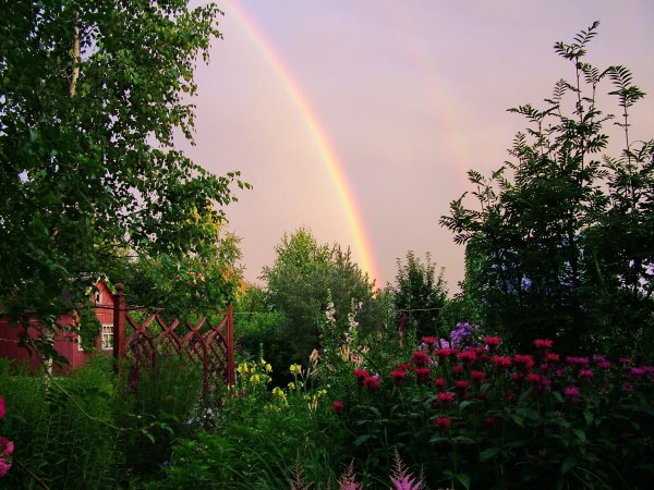 Природа после дождя