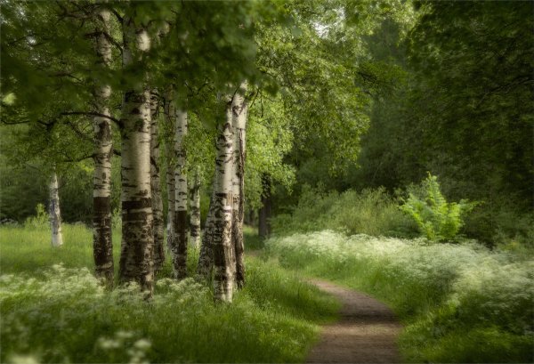 Красота русского леса