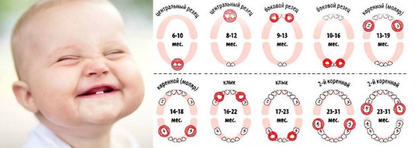 Зубки у малышей порядок прорезания по месяцам