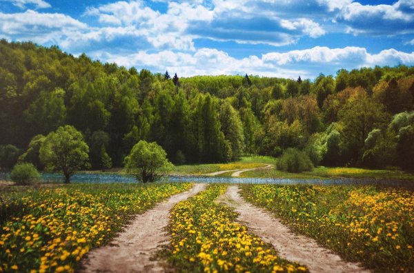 Лесная Поляна природа лес река