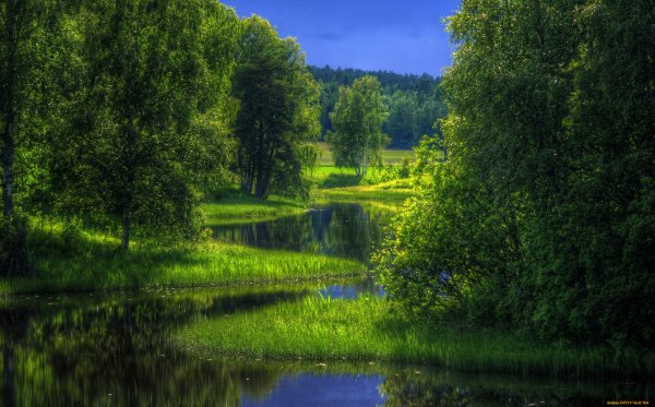 Поляна в лесу