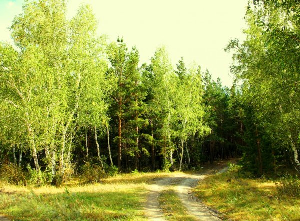 Елово березовый лес