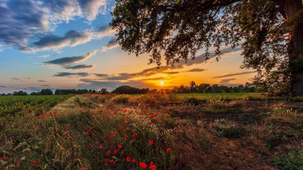 Лето природа