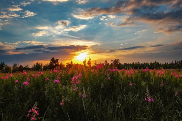Летний закат в поле