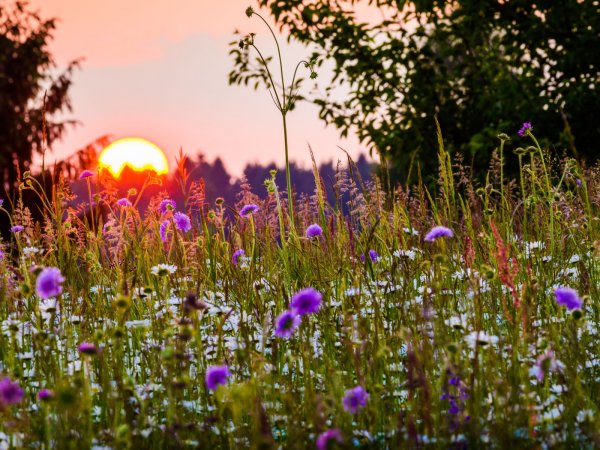Нежный закат