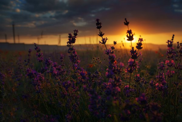 Летний закат в лесу