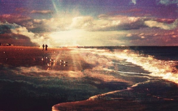 Луг с цветами и бабочками