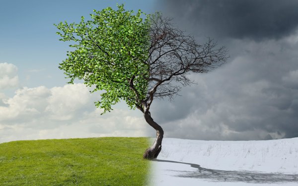 Дерево по сезонам