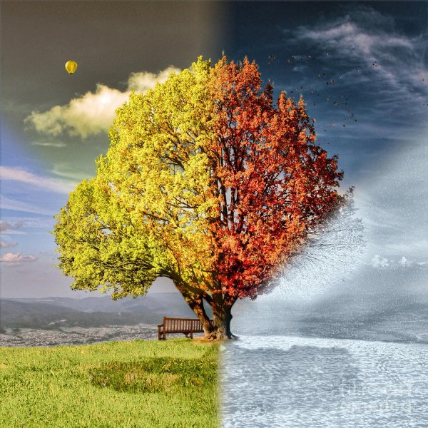 Дерево четыре времени года