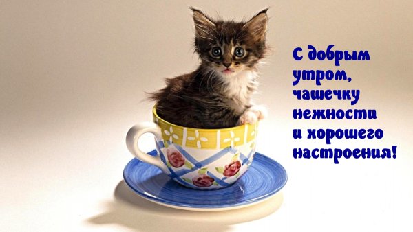 Поздравления с добрым утром с котиками
