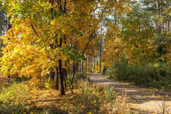 Бабье лето природа