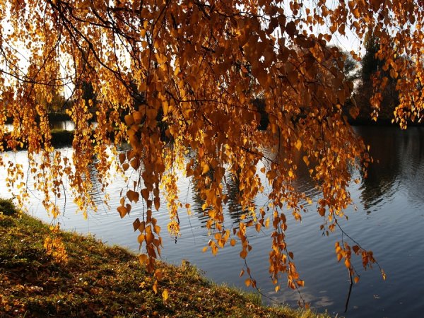 В городе Тихая осень