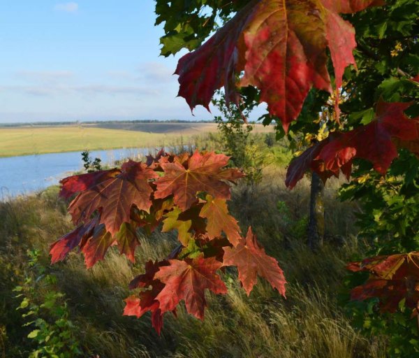 Золотая осень бабье лето