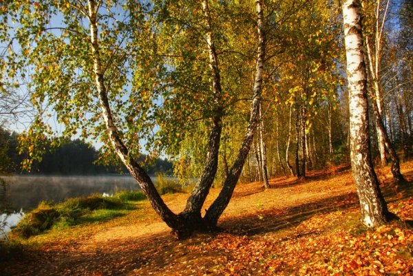 Осень русский лес