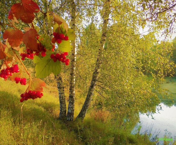 Осенние мотивы природы