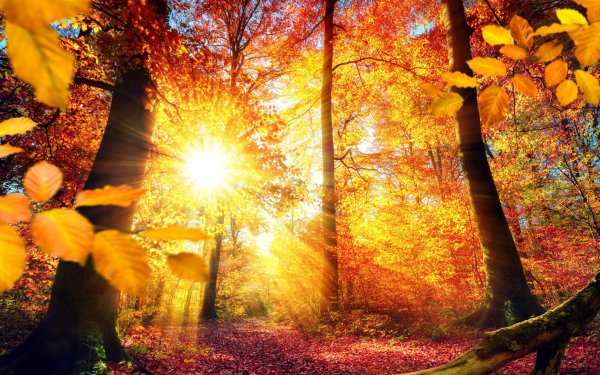 Осеннее солнце