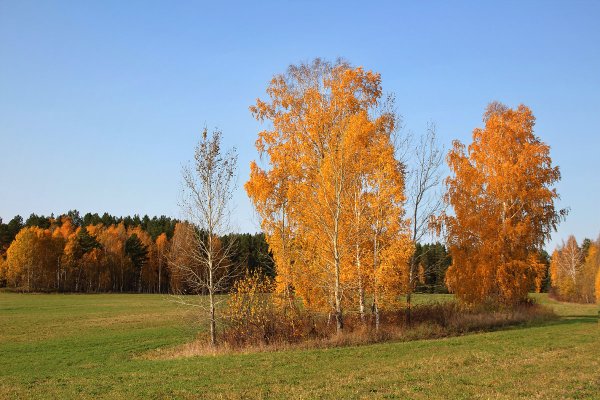 Сентябрь природа бабье лето