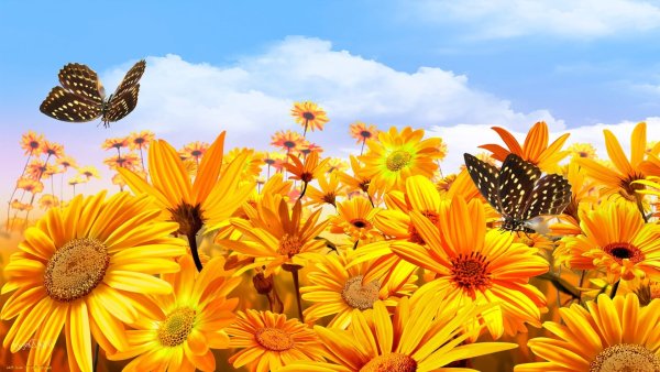 Красивая природа лето