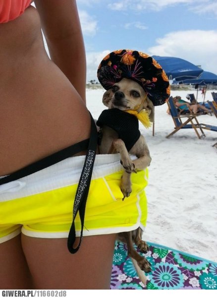 Карикатуры про жару