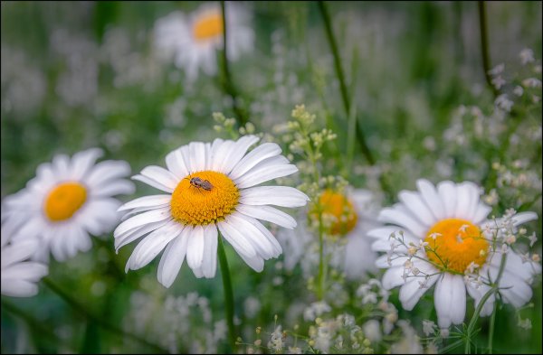 Цитаты о радости