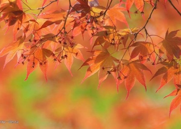 Фиг с ним с летом мы и осенью зажжем