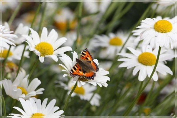 Детский фон