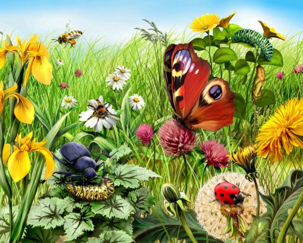 Летние открытки