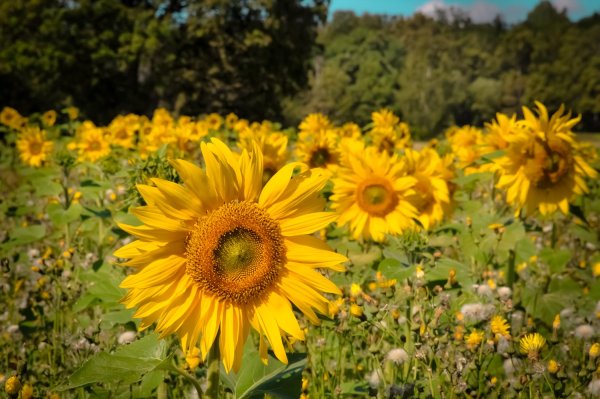 Леви с подсолнухами