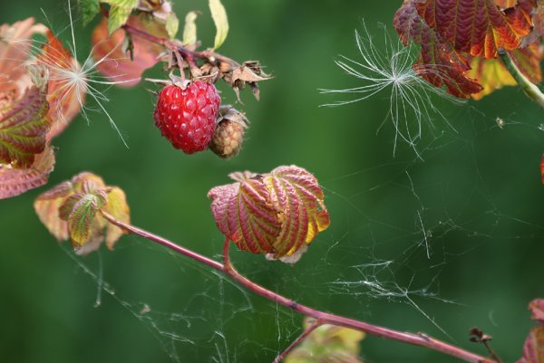 Август конец лета
