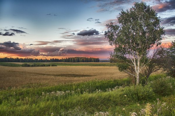 Август вечер природа