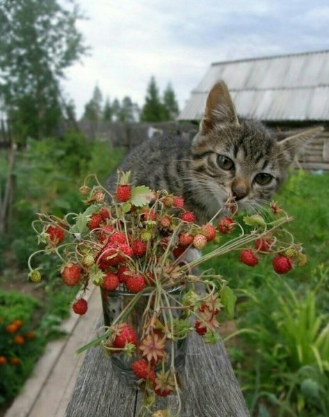 Скоро лето кот