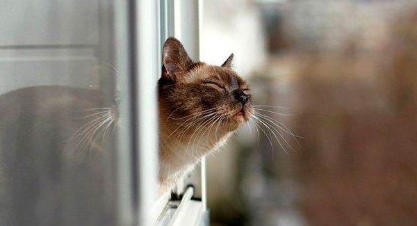 Кот чует весну