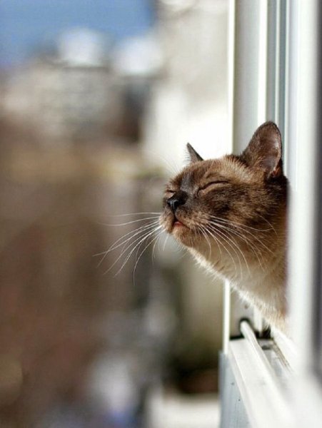 Кот окно Весна