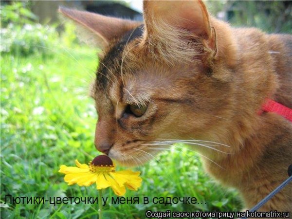 Роберт Дауни Мем