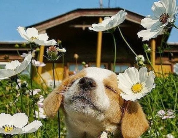 Животные с пивом