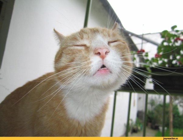 Запах весны